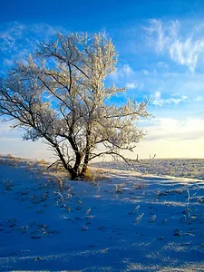 The tree doesnt fight for its place Why should you